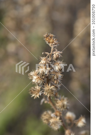 Sticky aster Sticky aster 101008750