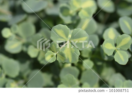 Variegated October stonecrop 101008751