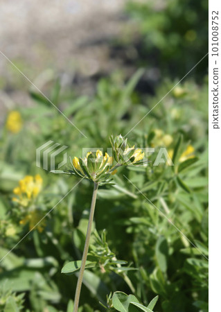 Carpathian Kidney Vetch 101008752