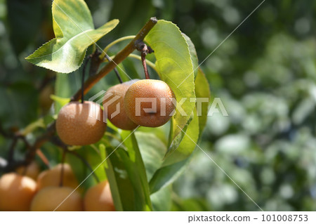 Japanese pear 101008753