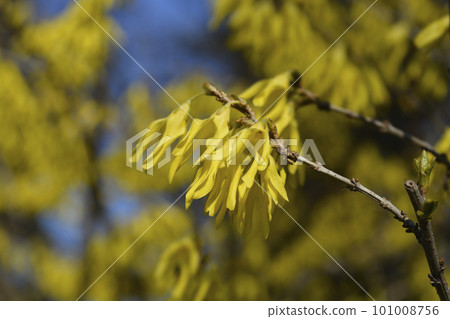 Forsythia Arnold Dwarf 101008756