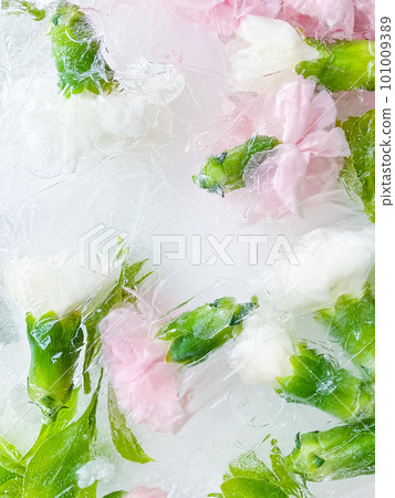 carnation, garden flowers frozen in ice. backgraund carnation, garden flowers frozen in ice. backgraund 101009389