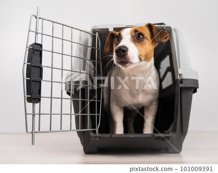 Jack Russell Terrier dog inside a travel box with open door. Jack Russell Terrier dog inside a travel box with open door. 101009391