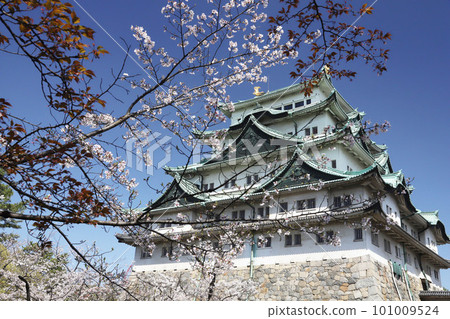 Nagoya Castle, Meijo Park, Sakura, Aichi Prefecture Nagoya Castle, Meijo Park, Sakura, Aichi Prefecture 101009524
