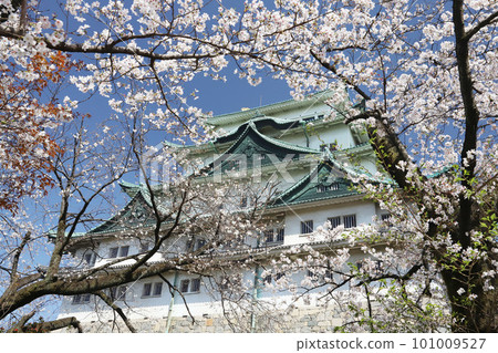 Nagoya Castle, Meijo Park, Sakura, Aichi Prefecture Nagoya Castle, Meijo Park, Sakura, Aichi Prefecture 101009527