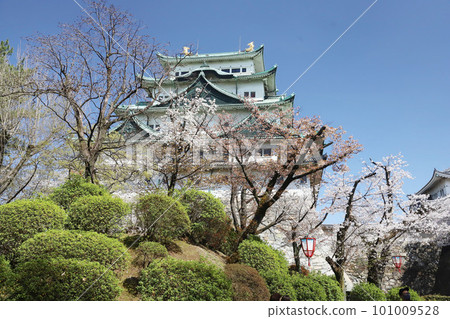 Nagoya Castle, Meijo Park, Sakura, Aichi Prefecture 101009528