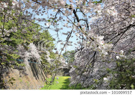 愛知縣佐倉市名城公園名古屋城 101009557