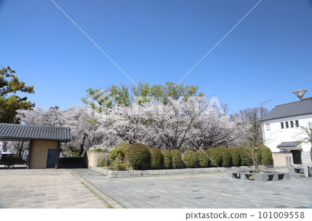 Nagoya Castle, Meijo Park, Sakura, Aichi Prefecture Nagoya Castle, Meijo Park, Sakura, Aichi Prefecture 101009558