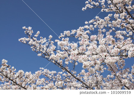 Nagoya Castle, Meijo Park, Sakura, Aichi Prefecture Nagoya Castle, Meijo Park, Sakura, Aichi Prefecture 101009559