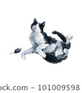 Bicolor black and white cat playing with toy mouse. Watercolor painting isolated on white background 101009598