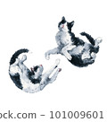 Two playing bicolor black and white cats. Watercolor painting isolated on white background 101009601