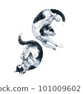 Duet of bicolor black and white cats harmony composition. Watercolor painting isolated on white background 101009602
