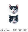 Portraits of two bicolor black and white cats. Cat duet. Watercolor painting isolated on white background 101009605