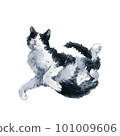 Bicolor black and white cat sleep in cute pose. Watercolor painting isolated on white background 101009606