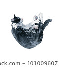 Bicolor black and white cat curl up and relax. Watercolor painting isolated on white background 101009607