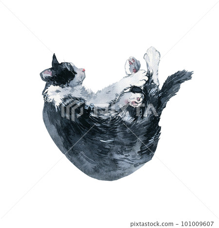 Bicolor black and white cat curl up and relax. Watercolor painting isolated on white background 101009607