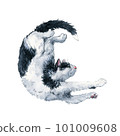Cute bicolor black and white cat stretching. Watercolor painting isolatedon white background 101009608