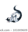 Funny bicolor black and white cat in stretch pose. Playing with his hind legs and tail. Watercolor painting isolated on white background 101009609