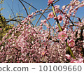 Pink plum blossoms against the blue sky 101009660