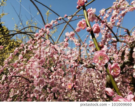 Pink plum blossoms against the blue sky 101009660