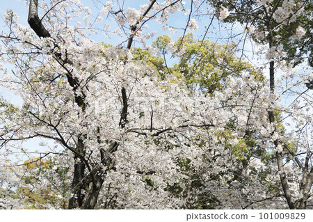 鶴舞公園櫻花名古屋市公民館 101009829