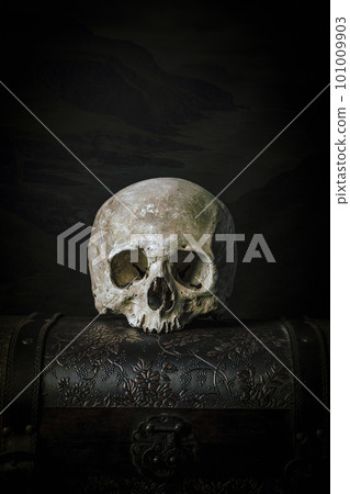 skull on old trunk 101009903