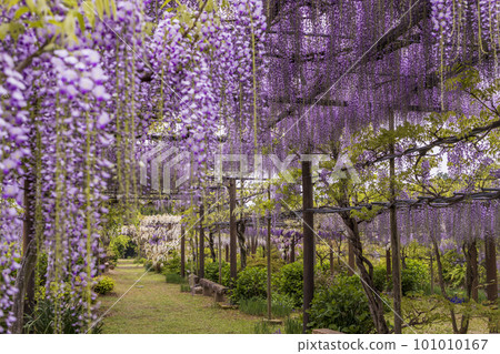 宮崎園的紫藤花架[長崎縣大村市] 101010167