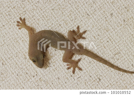 A gecko that appeared in the house clings to the wall and slowly turns A gecko that appeared in the house clings to the wall and slowly turns 101010552