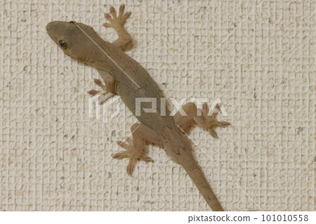 A gecko that appeared in the house clings to the wall and slowly turns A gecko that appeared in the house clings to the wall and slowly turns 101010558