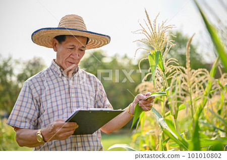 An elderly Asian male farmer inspecting the quality of his corn before harvest in his farm. An elderly Asian male farmer inspecting the quality of his corn before harvest in his farm. 101010802