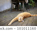 Lazy red cat scratching himself outdoors. 101011160