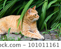 Ginger cat on garden on summertime 101011161