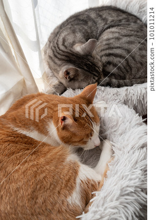 兩隻貓睡在窗邊 兩隻貓睡在窗邊 101011214