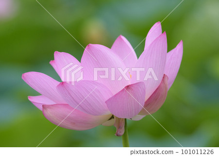lotus flower in july lotus flower in july 101011226
