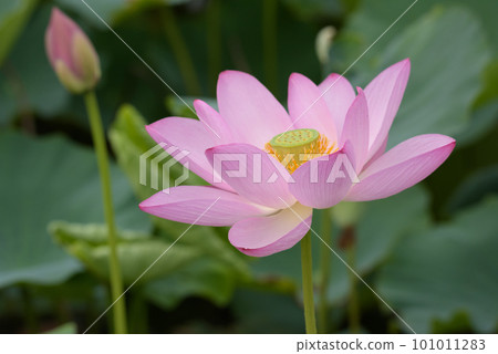 七月的荷花 七月的荷花 101011283