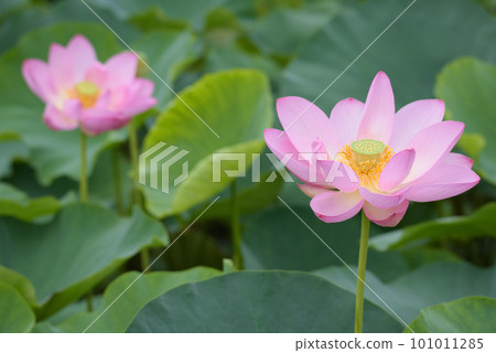 lotus flower in july lotus flower in july 101011285