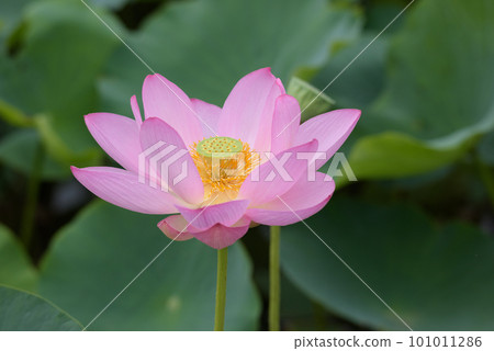 lotus flower in july lotus flower in july 101011286