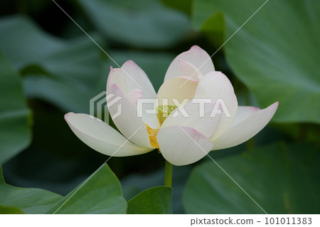 lotus flower in july lotus flower in july 101011383