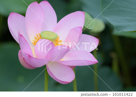 lotus flower in july 101011422