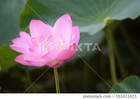 lotus flower in july 101011423