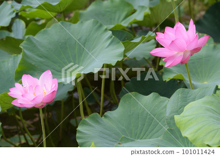 lotus flower in july 101011424