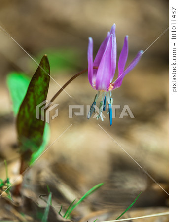 Spring forest flower European kandyk or fang blooms beautifully in the shade of forest trees. 101011437