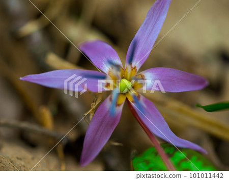 Spring forest flower European kandyk or fang blooms beautifully in the shade of forest trees. 101011442