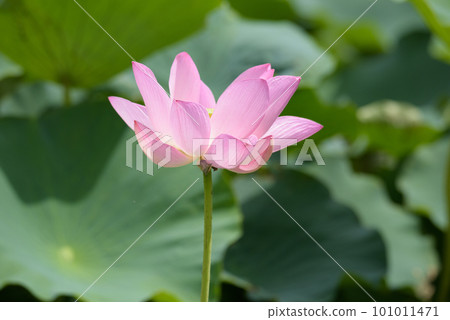 lotus flower in july lotus flower in july 101011471