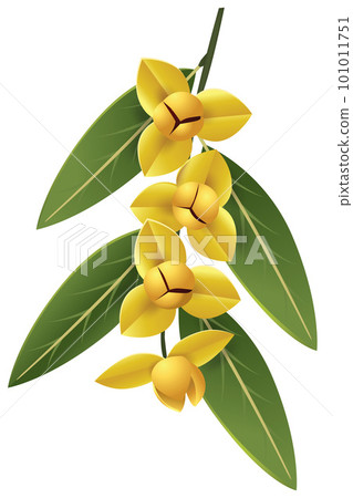 Rumdul, The National Flower of the Kingdom of Cambodia 101011751