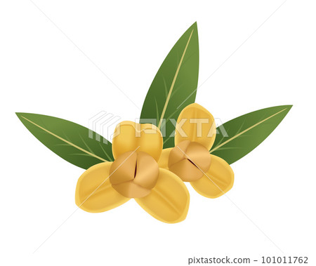 Rumdul, The National Flower of the Kingdom of Cambodia 101011762