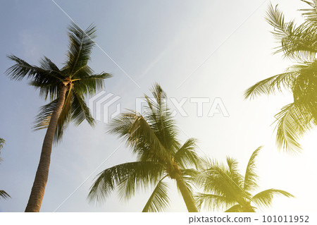 Coconut Palm Trees Bottom Up View in Backlit Coconut Palm Trees Bottom Up View in Backlit 101011952