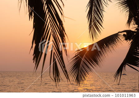 Silhouette coconut palm tree on sea and sunset sky background Silhouette coconut palm tree on sea and sunset sky background 101011963