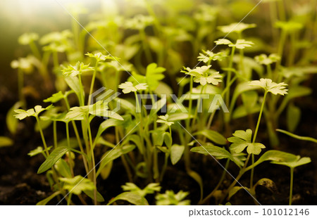 Parsley sprouting 101012146