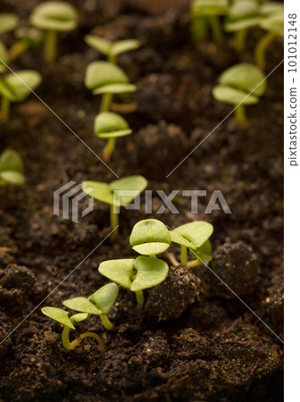 Vegetable sprouts, vertical 101012148